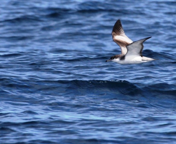 Buller's Shearwater